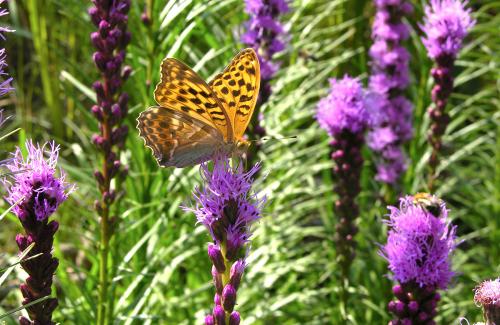 Schmetterling auf Blüte Schmetterling auf Blüte