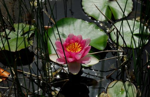 Water lily