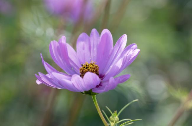 Blüte